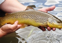 Matthew Campanella 's Fly-fishing Photo of a Brown trout – Fly dreamers 