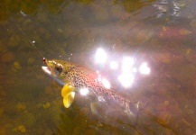 Russell Davies 's Fly-fishing Photo of a brown trout – Fly dreamers 