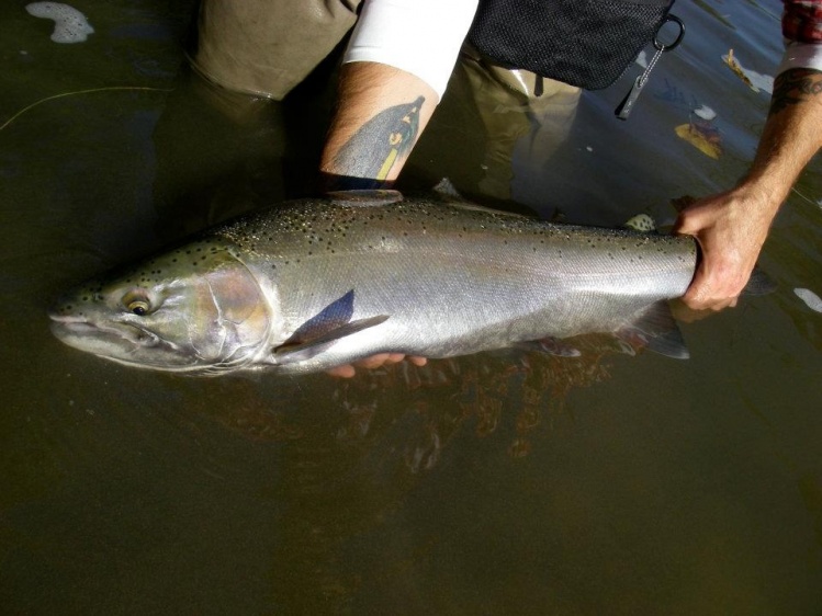 Steelhead.