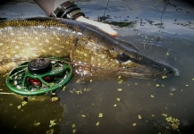  Captura de Pesca con Mosca de Lucio por Norbert Renaud – Fly dreamers