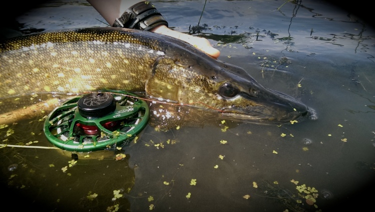 Irish Pike