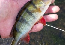 Fly-fishing Photo of Perch shared by Thomas Grubert – Fly dreamers 