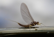 Impressive Fly-fishing Entomology Photo by Brant Fageraas 