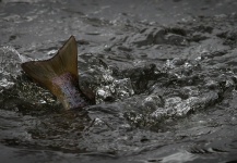  Foto de Pesca con Mosca de Trucha marrón por Peter Broomhall – Fly dreamers 