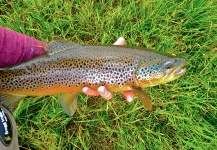 Brecon Powell 's Fly-fishing Pic of a European brown trout – Fly dreamers 