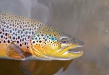 Fly-fishing Pic of Brown trout shared by Brecon Powell – Fly dreamers 