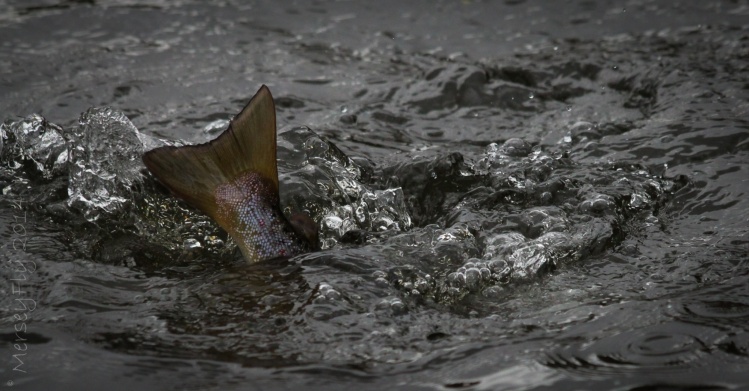 Little river brown showing a bit of fight...