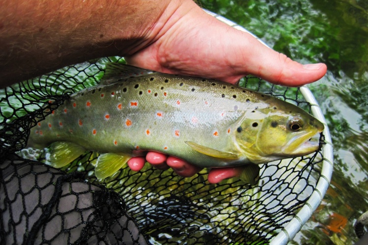 Gorgeous native brown trout from Bistra river