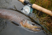 Fly-fishing Picture of Brown trout shared by Rio Dorado Lodge – Fly dreamers