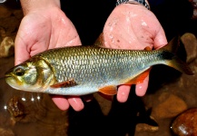  Fotografía de Pesca con Mosca de Pirapitinga do Sul por Mau Velho – Fly dreamers 