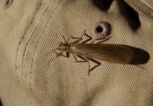  Imagen de Entomología y Pesca con Mosca compartida por Carlos Trisciuzzi – Fly dreamers
