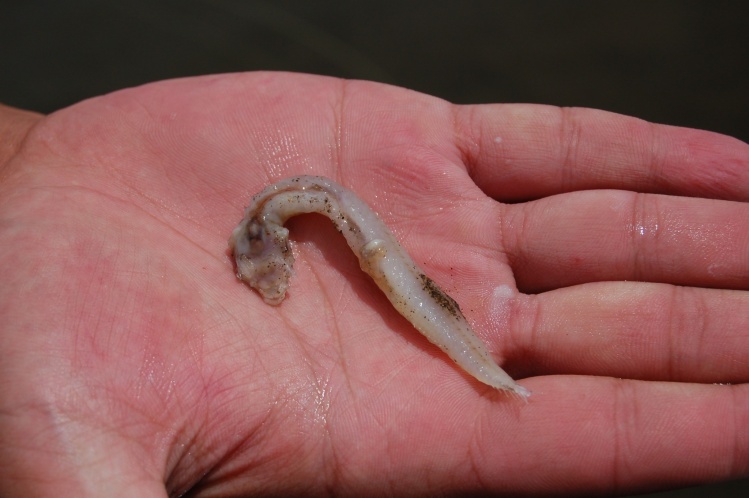 Una Trucha Marrón del Caleufú después de la captura regurgitó esto, puede tratarse de un bagre del torrente.