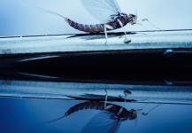 Great Fly-fishing Entomology Photo by Brant Fageraas 