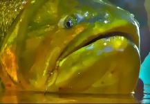 Fly-fishing Art for Golden Dorado - Pic shared by Tito Saenz Rozas 