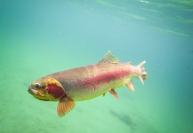 pure westslope cutthroat trout in Banff National Park