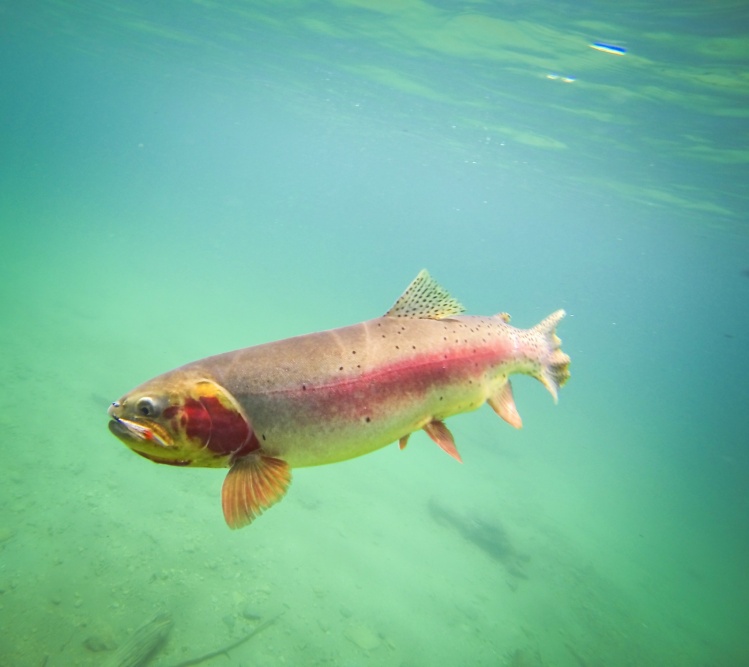 after many fish less hours this amazing cutthroat hit my streamer. i he was the biggest west slope cutthroat id ever caught! 