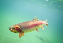  Fotografía de Pesca con Mosca de Cutthroat por Andrew Hardingham – Fly dreamers