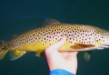 Brandon Hill 's Fly-fishing Image of a Brown trout – Fly dreamers 