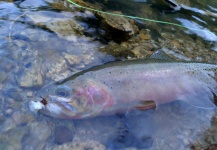 Brett Macalady 's Fly-fishing Photo of a Rio grande cutthroat – Fly dreamers 