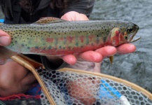 Fly-fishing Picture of Cutthroat shared by Brett Macalady – Fly dreamers