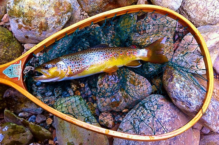 12" Brown Trout. Check out the blog post here: <a href="http://eastcoastflyguy.wordpress.com/">http://eastcoastflyguy.wordpress.com/</a>