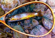  Fotografía de Pesca con Mosca de Salmo fario compartida por Brad Billings – Fly dreamers