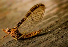 Fly-fishing Entomology Pic by Brant Fageraas 