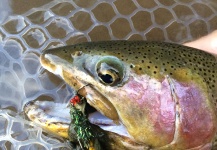 Fly-fishing Image of Rainbow trout shared by Peter Breeden – Fly dreamers