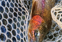 Peter Breeden 's Fly-fishing Catch of a Rainbow trout – Fly dreamers 