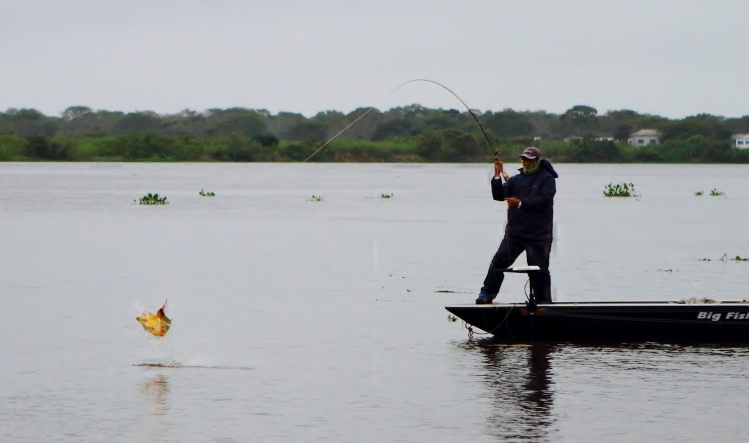 Golden Dorado