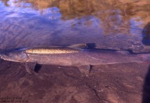 Masanori Sarai 's Fly-fishing Image of a Taimen – Fly dreamers 