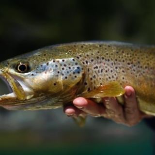 Brown trout Fly fishing at Rio Manso Lodge