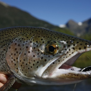 Rainbowtrout - Hess Channels - Rio Manso Lodge
