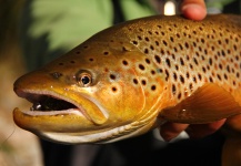 Fly-fishing Image of Salmo fario shared by Flotadas Chimehuin – Fly dreamers