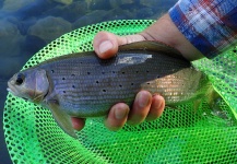  Captura de Pesca con Mosca de Lady of the river por James Meyer – Fly dreamers