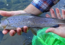  Foto de Pesca con Mosca de Lady of the river compartida por James Meyer – Fly dreamers