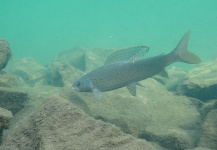  Fotografía de Pesca con Mosca de Arctic grayling por James Meyer – Fly dreamers