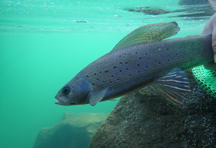 Arctic Grayling - Pine River