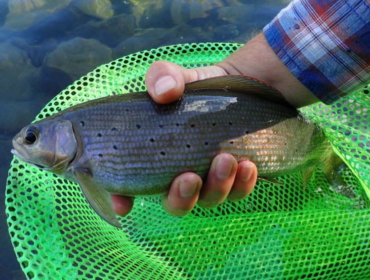 Arctic Grayling - Pine River