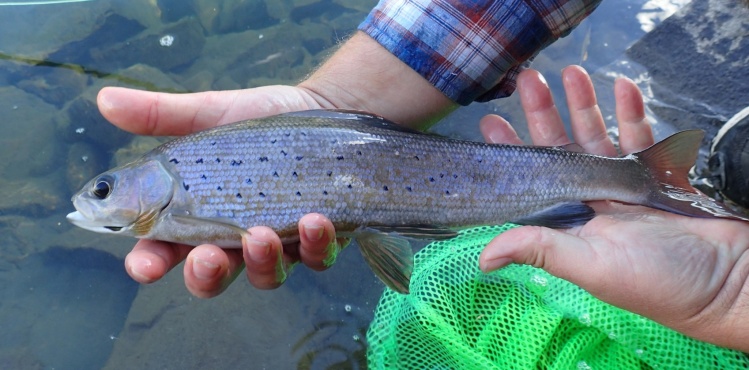 Arctic Grayling - Pine River