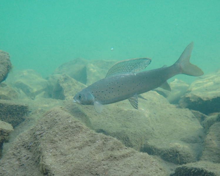 Arctic Grayling - Pine River