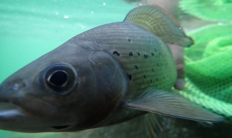 Arctic Grayling - Pine River