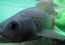 Fly-fishing Photo of Grayling shared by James Meyer – Fly dreamers 