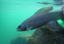 James Meyer 's Fly-fishing Catch of a Grayling – Fly dreamers 