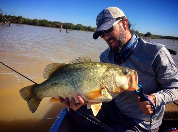Botswana Golden Bass