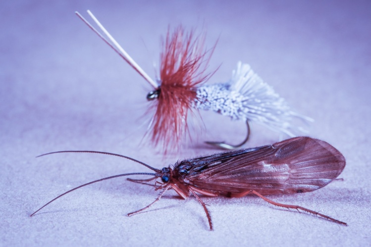 Caddis and Friends