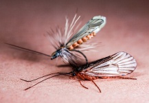 Brant Fageraas 's Fly-fishing Entomology Image – Fly dreamers 