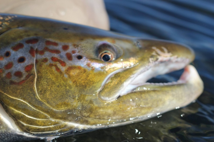 West Ranga River - 90 cm Atlantic Salmon.