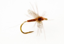 Fly for Browns - Image by Mark Hamnett – Fly dreamers 