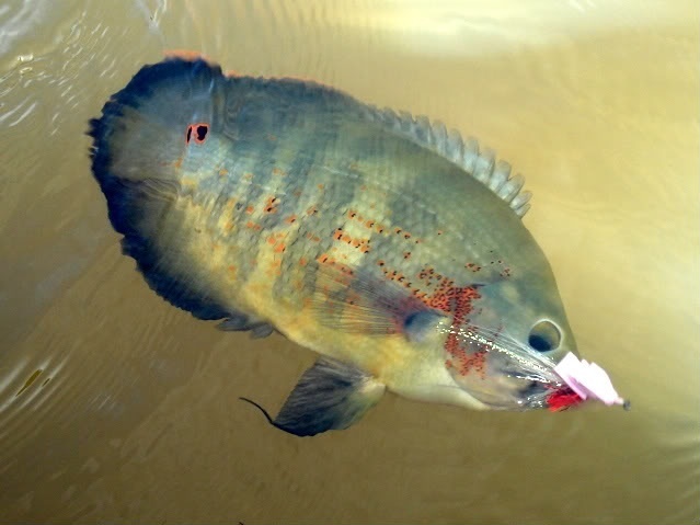 Apaiari (Astronotus ocellatus Spix)